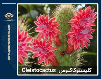 گیاه کلیستوکاکتوس