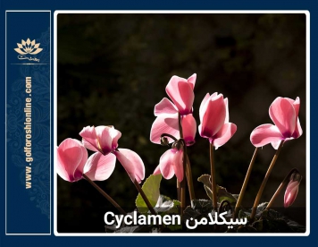 گل سیکلامن