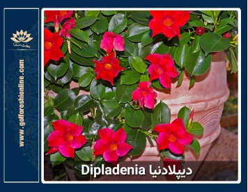 گل دیپلادنيا