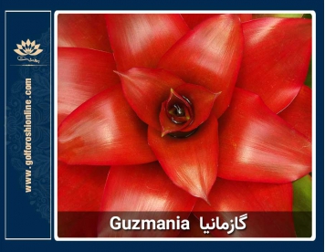 گل گازمانیا