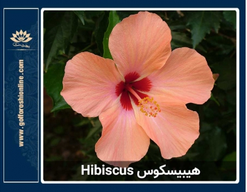 گیاه هیبیسکوس